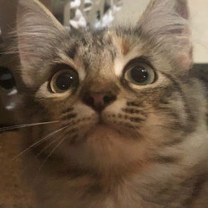 Meet your Posher, Cindy